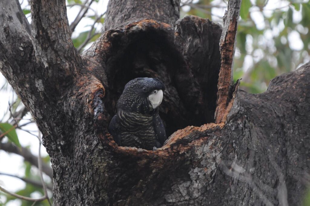Black cockatoo, healthy in the environment due to proper environmental and social management.